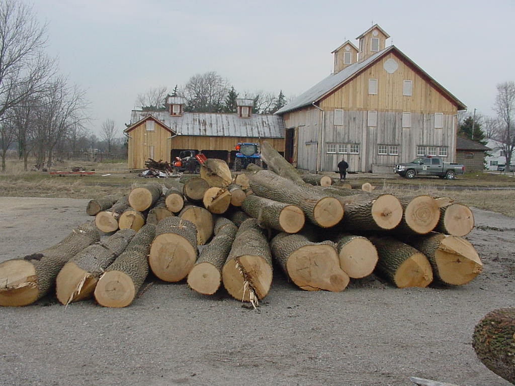 Ash Trees